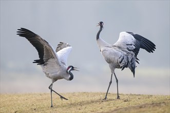 Dancing cranes (Grus grus) during the courtship in spring