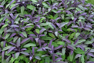 Cultivation of purple sage (Salvia officinalis purpurascens)