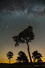 Silhouette of a pine tree (Pinus sylvestris) in front of a starry sky in Venner Moor