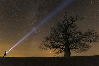 Man with flashlight at Oak (Quercus) on the Roethelberg with starry sky at night