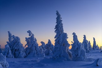 Snowy Spruces (Picea) on the Brocken at blue hour