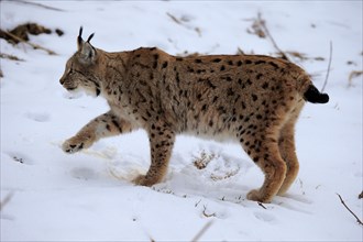 Carpathian Lynx (Lynx lynx carpathicus)
