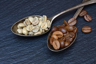 Green coffee and roasted coffee beans in spoon