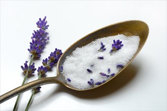 Lavender sugar in spoon and lavender flowers