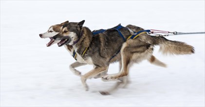 Sled dogs in the run at a dog sled race