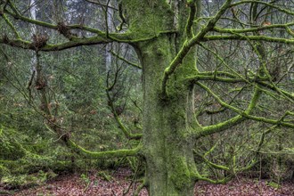 Gnarled and mossy tree in the forest