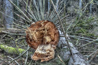 Fallen trees