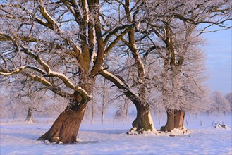 Oaks (Quercus) with snow in winter at sunrise