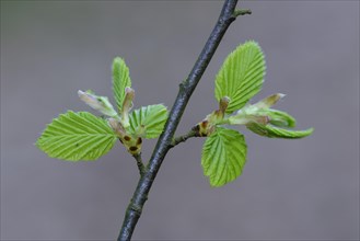 Leaf of a beech (Fagus sylvatica) originates from the bud