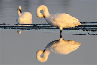 Whooper swan (Cygnus cygnus) during plumage care in the evening light in the moor