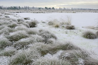 Snow in winter moor