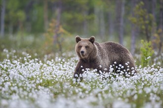 Brown bear (Ursus arctos)