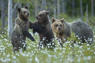 Family (Ursus arctos) in a bog with fruiting cotton grass