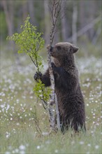 Young (Ursus arctos) playing upright standing in a bog with fruiting cotton grass on a birch tree