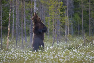 Male (Ursus arctos) standing upright in a bog with fruiting cotton grass