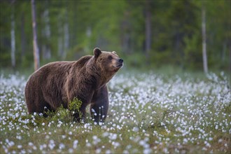 Old male (Ursus arctos) in a bog with fertile cotton grass