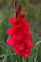 Red flowering gladiolus (Gladiolus x hortulanus)