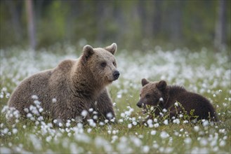 Brown bear (Ursus arctos ) in a bog with fruiting cotton grass on the edge of a boreal coniferous forest