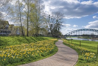 Spring flowers