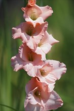 Pink flowering gladiolus (Gladiolus x hortulanus)