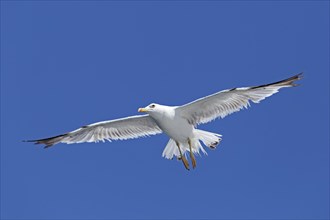 Yellow-legged gull (Larus michahellis) above the Limski Canal
