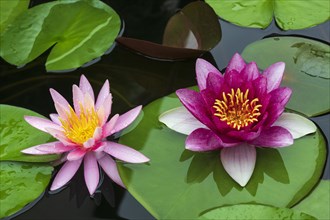 Pink water lily (Nymphaea)