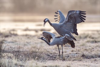 Cranes (Grus grus) at mating in spring