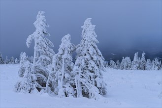 Snowy Spruces (Picea) on the winterly snow-covered Brocken