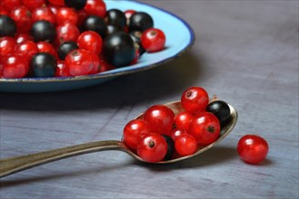 Red and black currants on plate and spoon