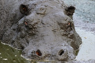 Hippo (Hippopotamus amphibius) bathing in mud