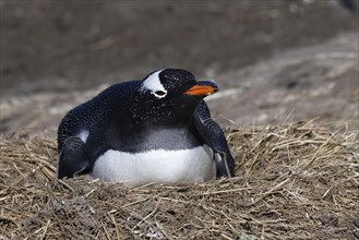 Nesting Gentoo penguin (Pygoscelis papua)