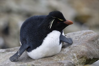Southern Rockhopper penguin (Eudyptes chrysocome)