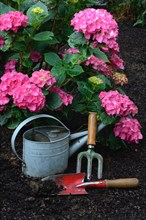 Garden tools with flowering hydrangeas