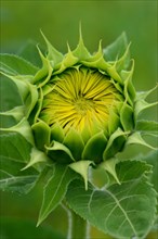 Opening bud of a Sunflower (Helianthus annuus)