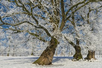Hoarfrost on one (Quercus) in winter