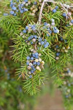 Common juniper (Juniperus communis ) Branch with ripe and unripe berries