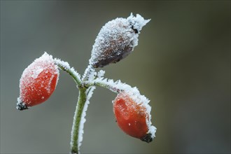 Red fruit of the rose hip (Rosa canina) covered with hoar frost in winter