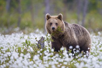 Brown bear (Ursus arctos ) in a bog with fruiting cotton grass on the edge of a boreal coniferous forest