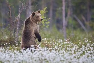 Brown bear (Ursus arctos ) standing upright in a bog with fruiting cotton grass on the edge in a boreal coniferous forest