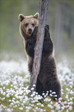 Brown bear (Ursus arctos ) stands on a tree in a bog with fruiting cotton grass on the edge in a boreal coniferous forest
