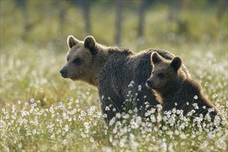 Female (Ursus arctos) with her offspring in a bog with fruiting cotton grass at the edge in a boreal coniferous forest