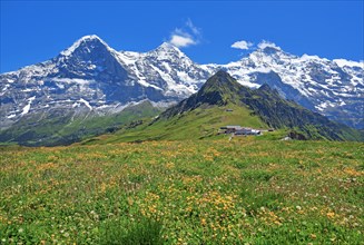 Mountain meadow on the Maennlichen with the triumvirate of the Eiger