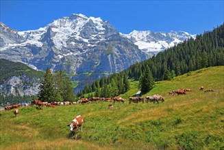 Mountain meadow with cows and the Jungfrau massif