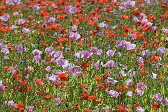 Poppy field with opium poppy (Papaver somniferum)