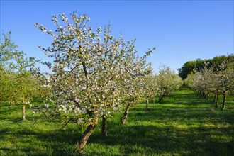 Flowering Apple treeplantation (Malus domestica)