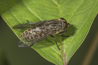 Common gadfly (Tabanus bromius) basking on a leaf