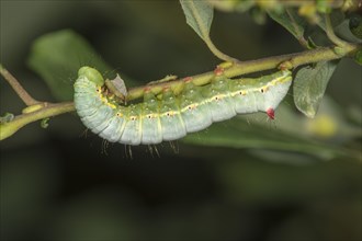 01_ (Ptilodon capucina) Caterpillar feeding on leaf of auricle willow (Salix aurita)
