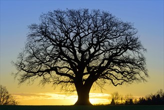 Silhouette of a bald mighty Oak (Quercus) at sunrise