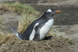 Nesting Gentoo penguin (Pygoscelis papua)