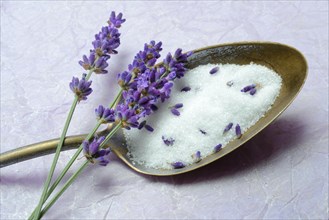 Lavender sugar in spoon and lavender flowers